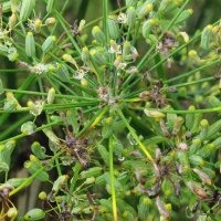 Sweet herb fennel Dulce (Foeniculum vulgare) organic seeds