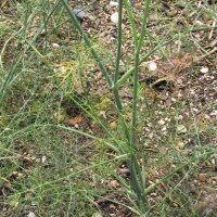 Sweet herb fennel Dulce (Foeniculum vulgare) organic seeds