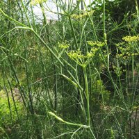 Sweet herb fennel Dulce (Foeniculum vulgare) organic
