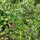 Sweet herb fennel Dulce (Foeniculum vulgare) organic seeds