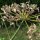 Sweet herb fennel Dulce (Foeniculum vulgare) organic seeds