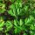 Italian Flat Leaf Parsley (Petroselinum crispum var. neapolitanum) organic seeds