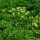 Italian Flat Leaf Parsley (Petroselinum crispum var. neapolitanum) organic seeds