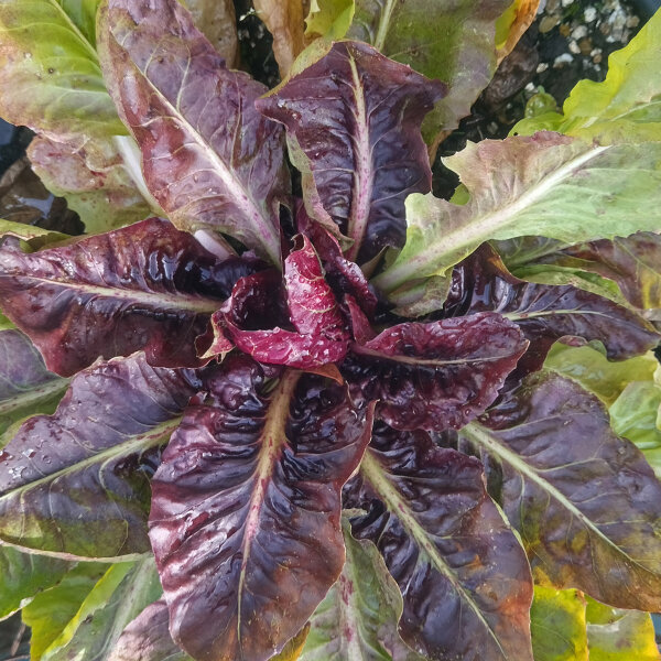 Radicchio Palla Rossa (Cichorium intybus var. foliosum) organic seeds