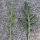 Rocket Salad / Arugula  (Eruca vesicaria subsp. sativa) organic seeds