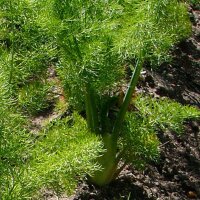 Florence Fennel Romanesco (Foeniculum vulgare var....