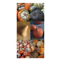 Pumpkins, Gourds & Squashes - seed kit