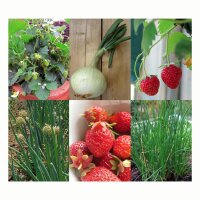 Good Companion Plants: Strawberries, Onions & Chives - Seed kit
