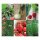 Good Companion Plants: Strawberries, Onions & Chives - Seed kit