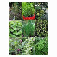 Perennial Kitchen Herbs For The Garden - Seed kit