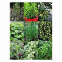 Perennial Kitchen Herbs For The Garden - Seed kit