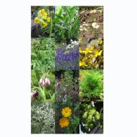 European Medicinal Plants & Cloister Garden Classics - Seed Kit