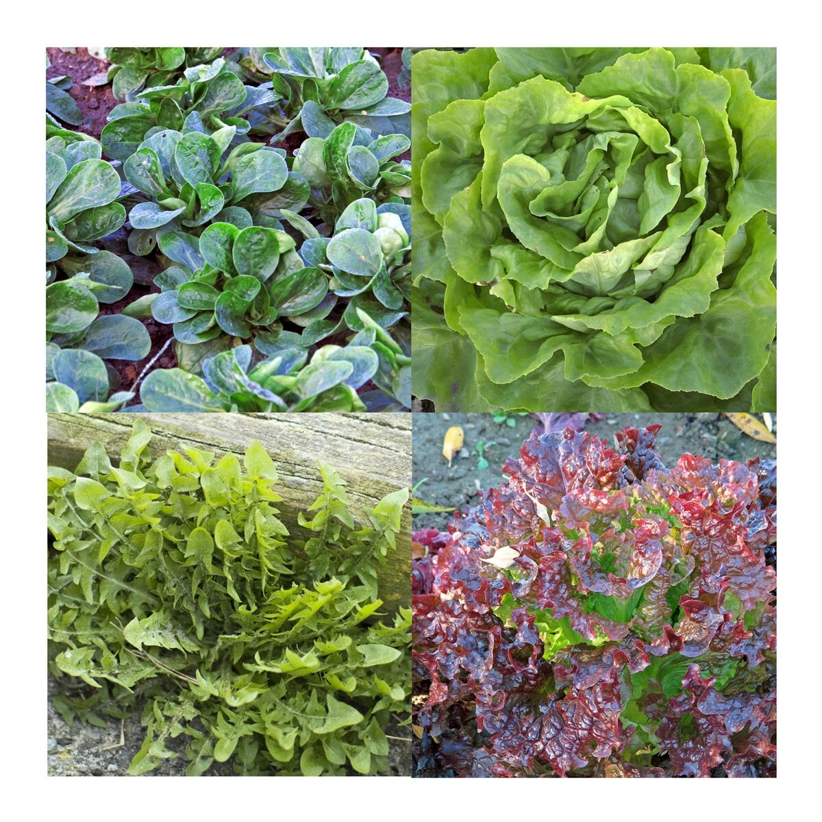 Vitamin Rich Lettuce Varieties Seed Kit Vitamin Rich Lettuce Varieties Seed Kit