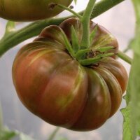 Tomato Ananas Noire (Solanum lycopersicum) seeds