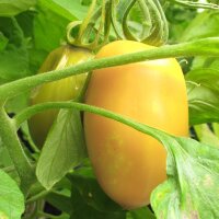 Tomato Cream Sausage (Solanum lycopersicum) seeds