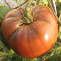 Tomato Old German (Solanum lycopersicum)