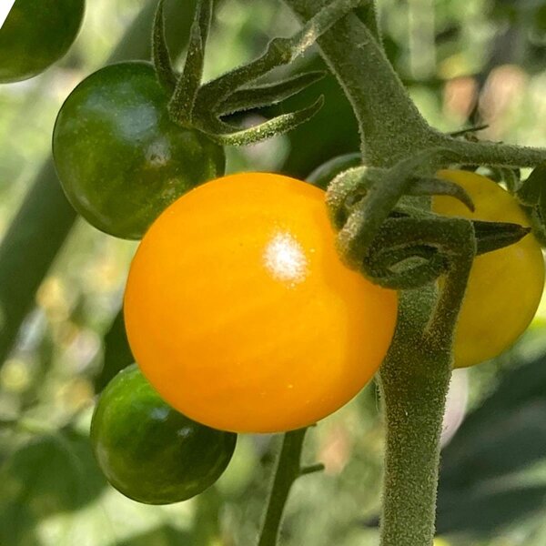 Golden Currant Tomato (Solanum pimpinellifolium) seeds