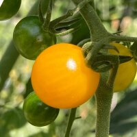 Golden Currant Tomato (Solanum pimpinellifolium)