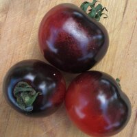 Tomato Indigo Rose (Solanum lycopersicum) seeds