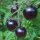 Tomato Indigo Rose (Solanum lycopersicum) seeds