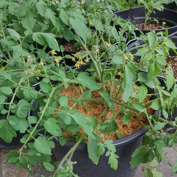 Tomato 'Gartenperle' (Solanum lycopersicum) seeds