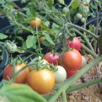 Tomato Gartenperle (Solanum lycopersicum) seeds