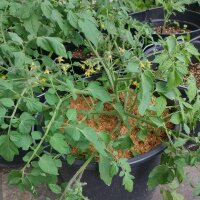 Tomato Gartenperle (Solanum lycopersicum) seeds