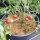 Tomato Gartenperle (Solanum lycopersicum) seeds