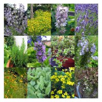 Mediterranean Herb Garden - Seed kit