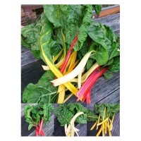 Colourful Swiss Chard Selection - Seed kit
