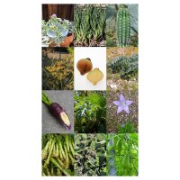 Exquisite Vegetable & Herbal Delicacies - Seed kit