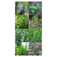 Herbes De Provence - Seed kit