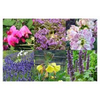 Scented Plants - Seed kit