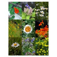 Edible Flowers - Seed kit