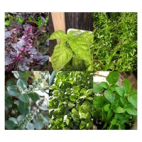 Large Assortment Of Basil - Seed kit