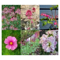 Rose-Coloured Garden - Seed kit