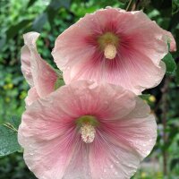 Common Hollyhock Assortment (Alcea rosea) organic seeds