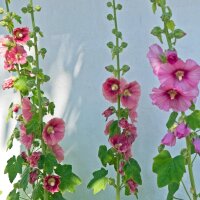 Common Hollyhock Assortment (Alcea rosea) organic seeds