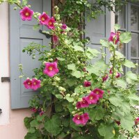 Common Hollyhock Assortment (Alcea rosea) organic seeds