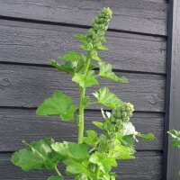 Common Hollyhock Assortment (Alcea rosea) organic seeds