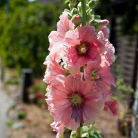 Common Hollyhock Assortment (Alcea rosea) organic seeds