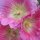 Common Hollyhock Assortment (Alcea rosea) organic seeds