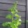 Common Hollyhock Assortment (Alcea rosea) organic seeds