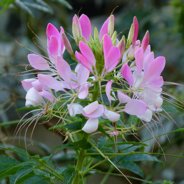 Pink Spiny Spiderflower (Cleome spinosa) organic seeds