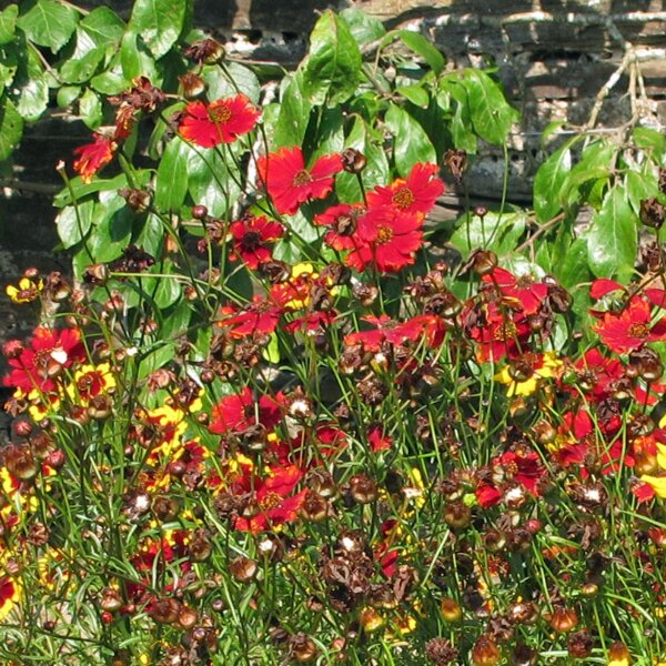 Tickseed Mahagony Midget (Coreopsis tinctoria) organic seeds