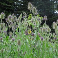 Wild Teasel / Fullers Teasel (Dipsacus fullonum) organic...