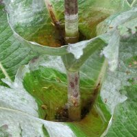 Wild Teasel / Fullers Teasel (Dipsacus fullonum) organic seeds