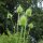 Wild Teasel / Fullers Teasel (Dipsacus fullonum) organic seeds