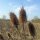 Wild Teasel / Fullers Teasel (Dipsacus fullonum) organic seeds