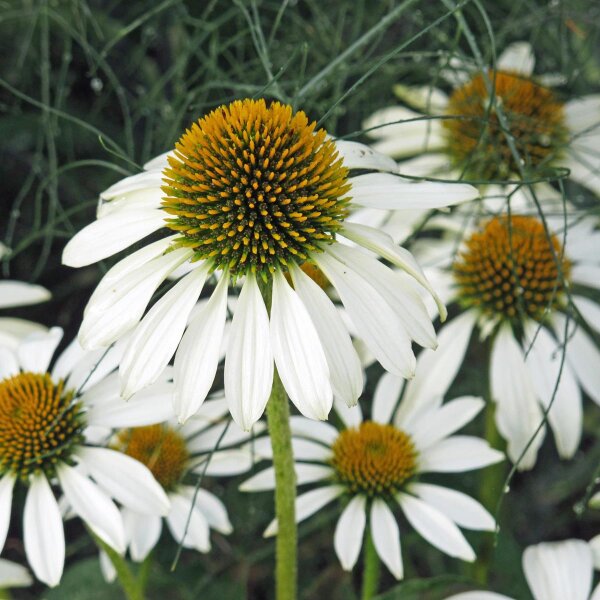 Coneflower White Swan (Echinacea purpurea) organic seeds